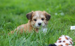 Morkie dogs for sale: Jesse - Image 2