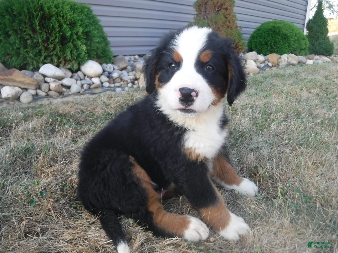 Bernese Mountain Dog dogs for sale: Donald - Image 3