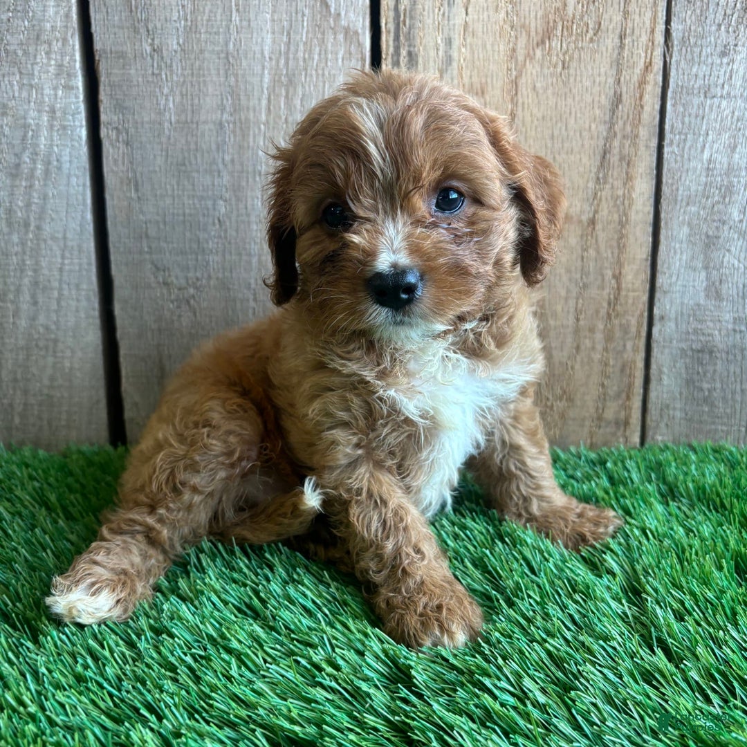 Cavapoo dogs for sale: Sadie - Image 3
