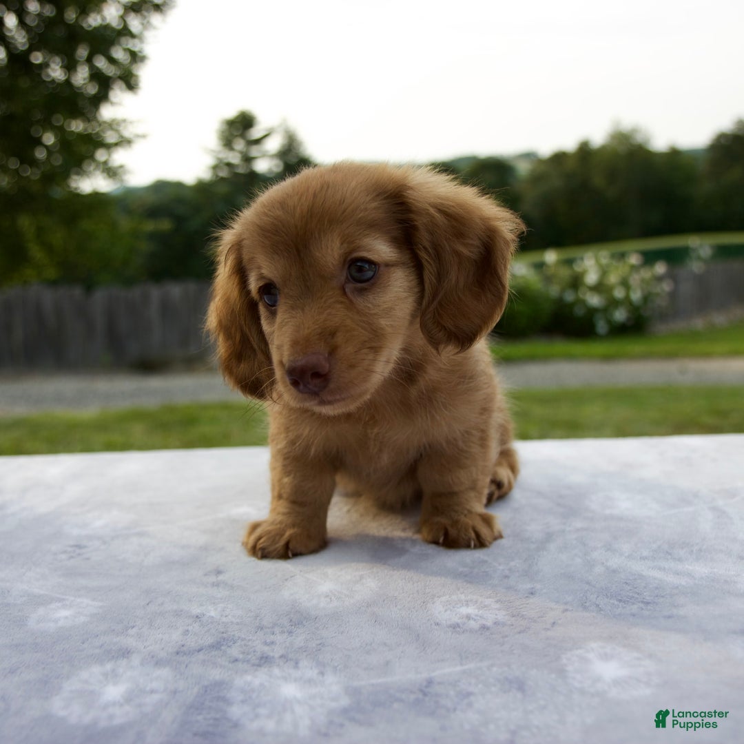 Miniature Dachshund dogs for sale: Sunny - Image 8