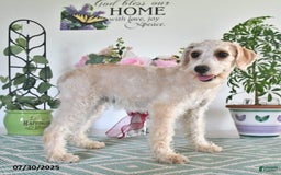Schnoodle dogs for sale: Stacy - Image 14