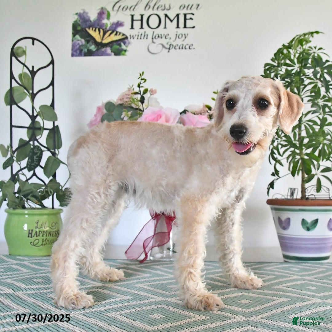 Schnoodle dogs for sale: Stacy - Image 14