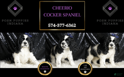 Cocker Spaniel dogs for sale: Cheerio - Image 5