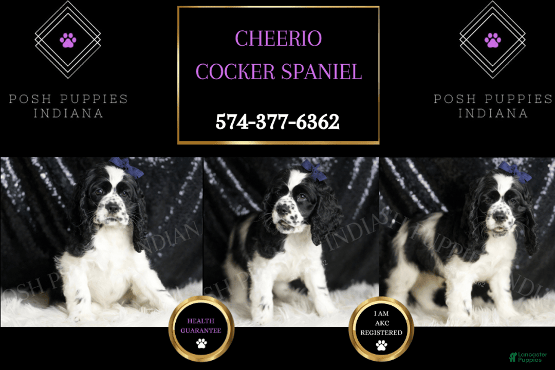Cocker Spaniel dogs for sale: Cheerio - Image 5