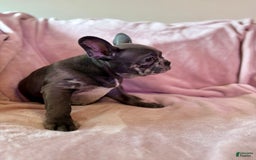 French Bulldog dogs for sale: Thor - Image 3