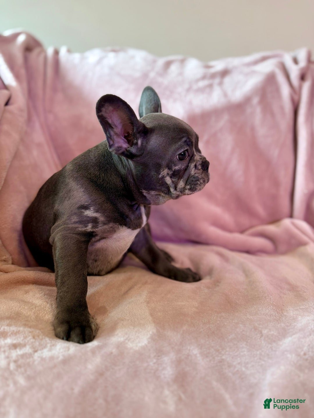 French Bulldog dogs for sale: Thor - Image 3