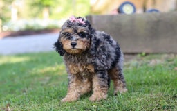 Cockapoo dogs for sale: Angela - Image 3