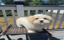Malshi dogs for sale: Kobe - Image 1