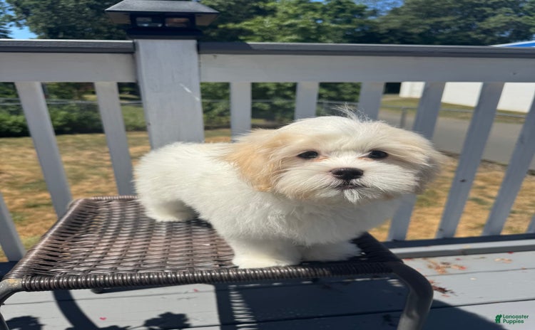 Malshi dogs for sale - Ad 3
