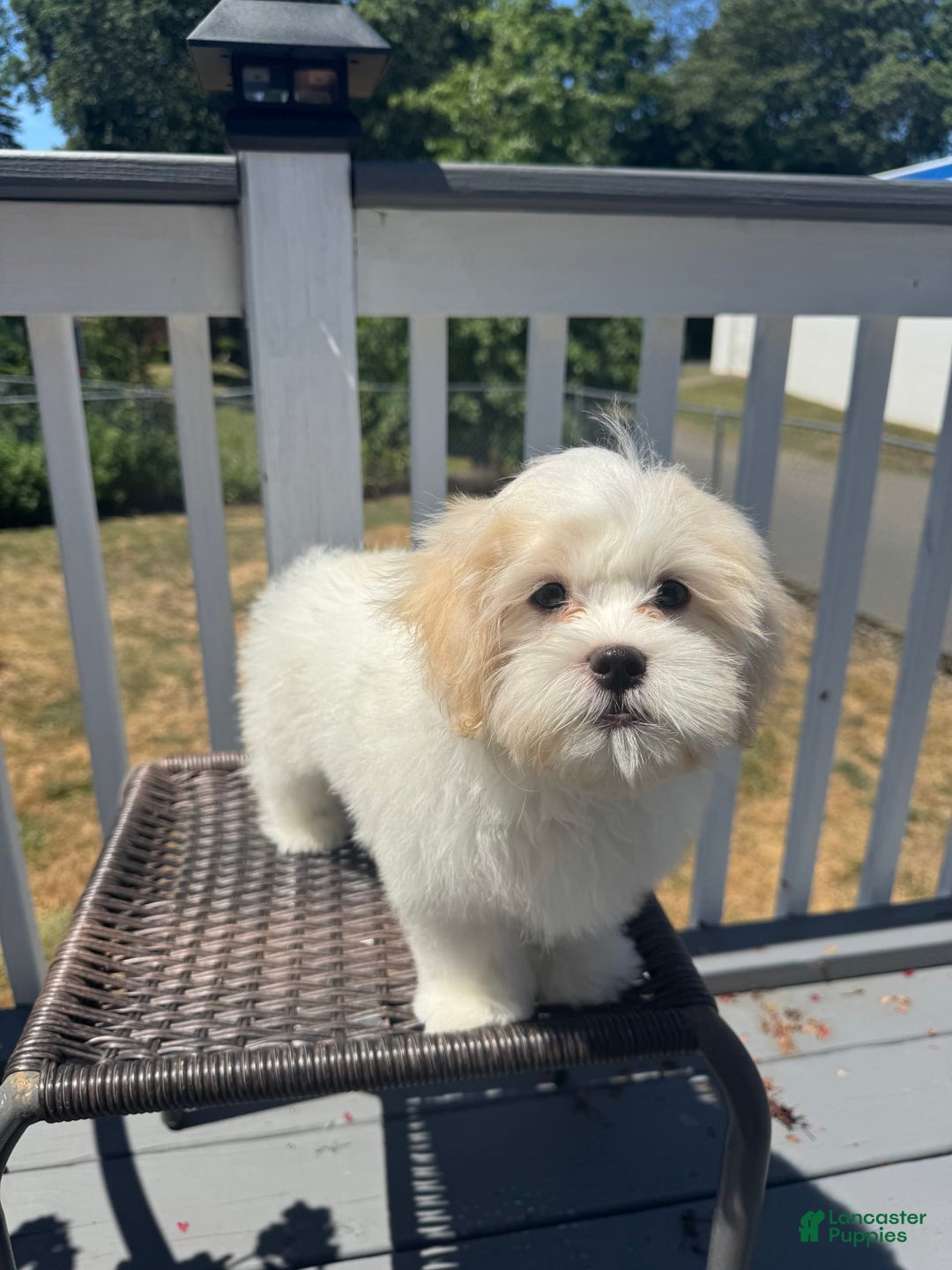Malshi dogs for sale: Kobe - Image 1