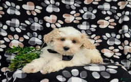 Maltipoo dogs for sale: Wendell - Image 7