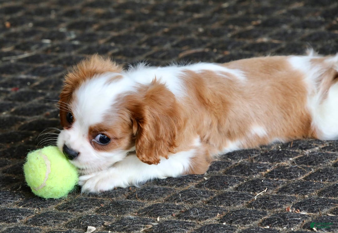 Cavalier King Charles Spaniel dogs for sale: Loki - Image 8