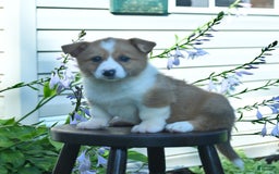 Welsh Corgi Pembroke dogs for sale: Rusty - Image 7