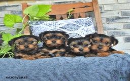 Yorkshire Terrier dogs for sale: Poppy - Image 5