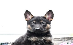 German Shepherd dogs for sale: Scooter - Image 2