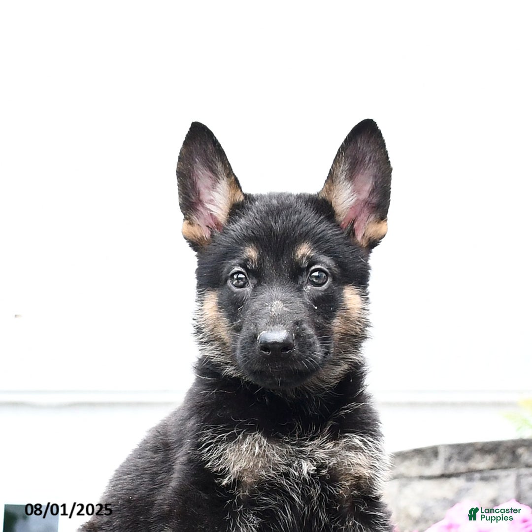 German Shepherd dogs for sale: Scooter - Image 2