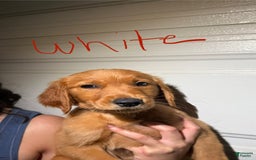 Golden Retriever dogs for sale: White - Image 2