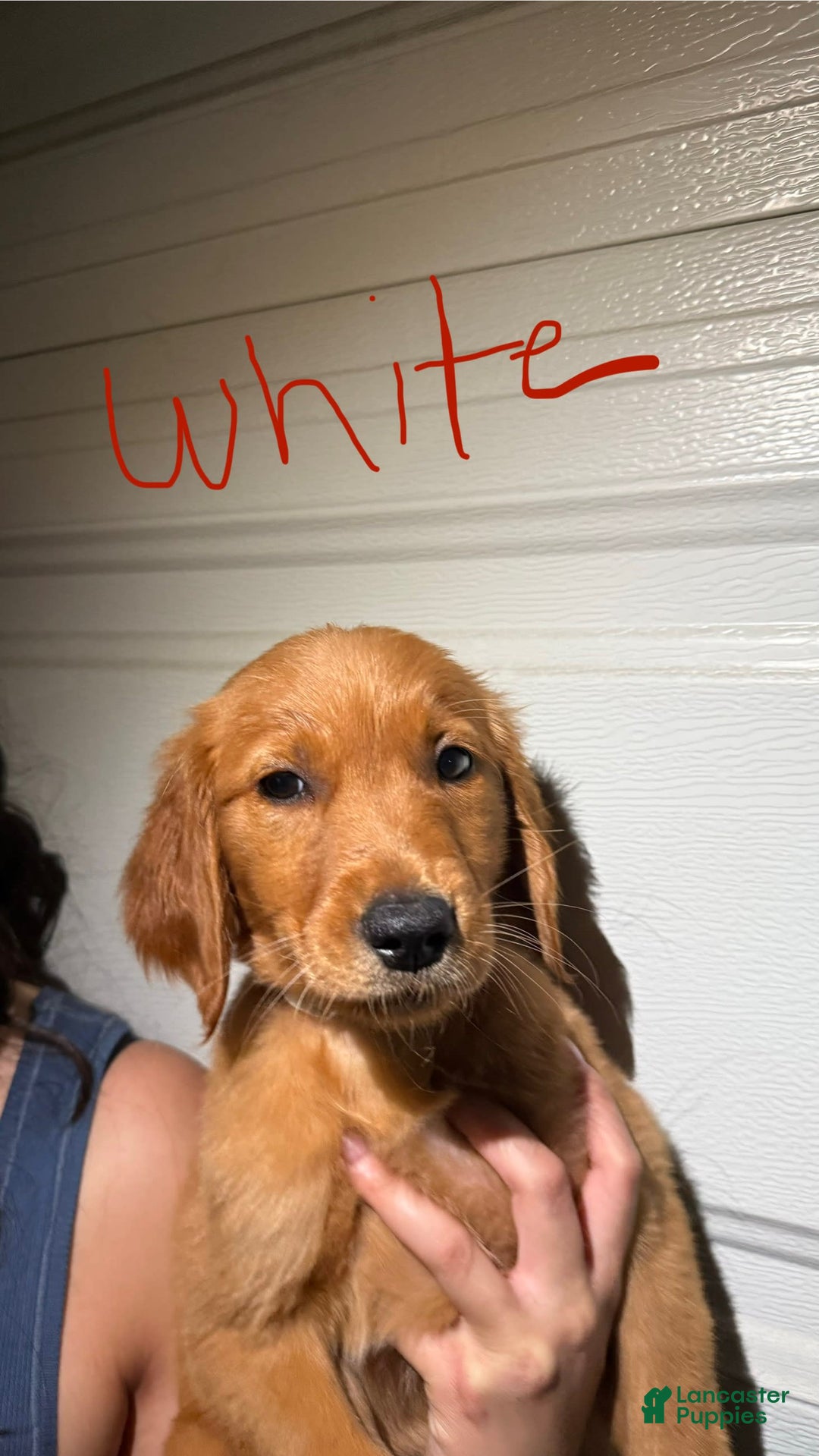 Golden Retriever dogs for sale: White - Image 2