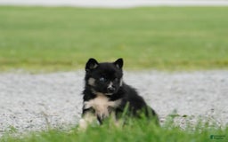 Gerberian Shepsky dogs for sale: Henry - Image 14