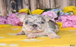 French Bulldog dogs for sale: Honey - Image 3
