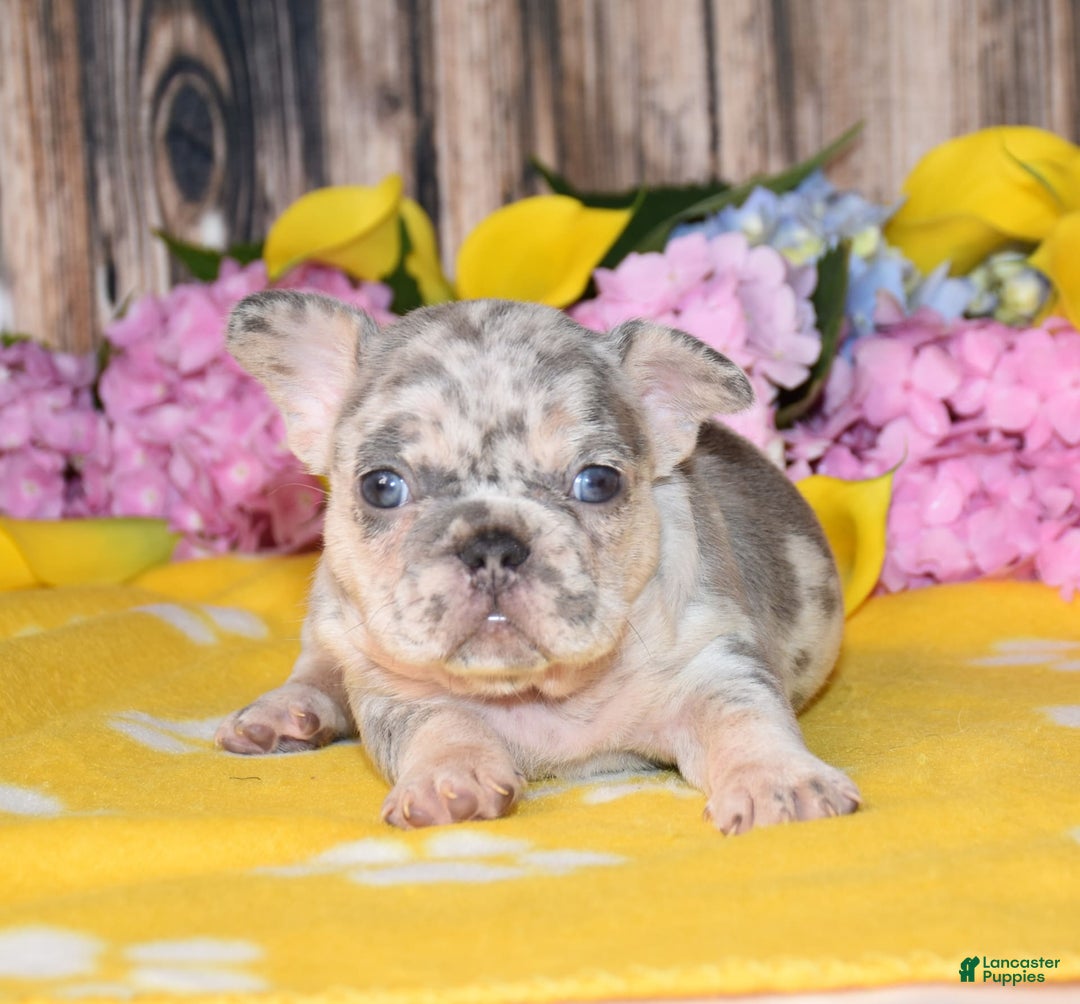French Bulldog dogs for sale: Honey - Image 3