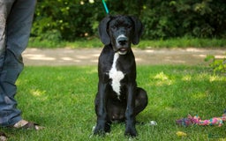 Great Dane dogs for sale: Athena - Image 9