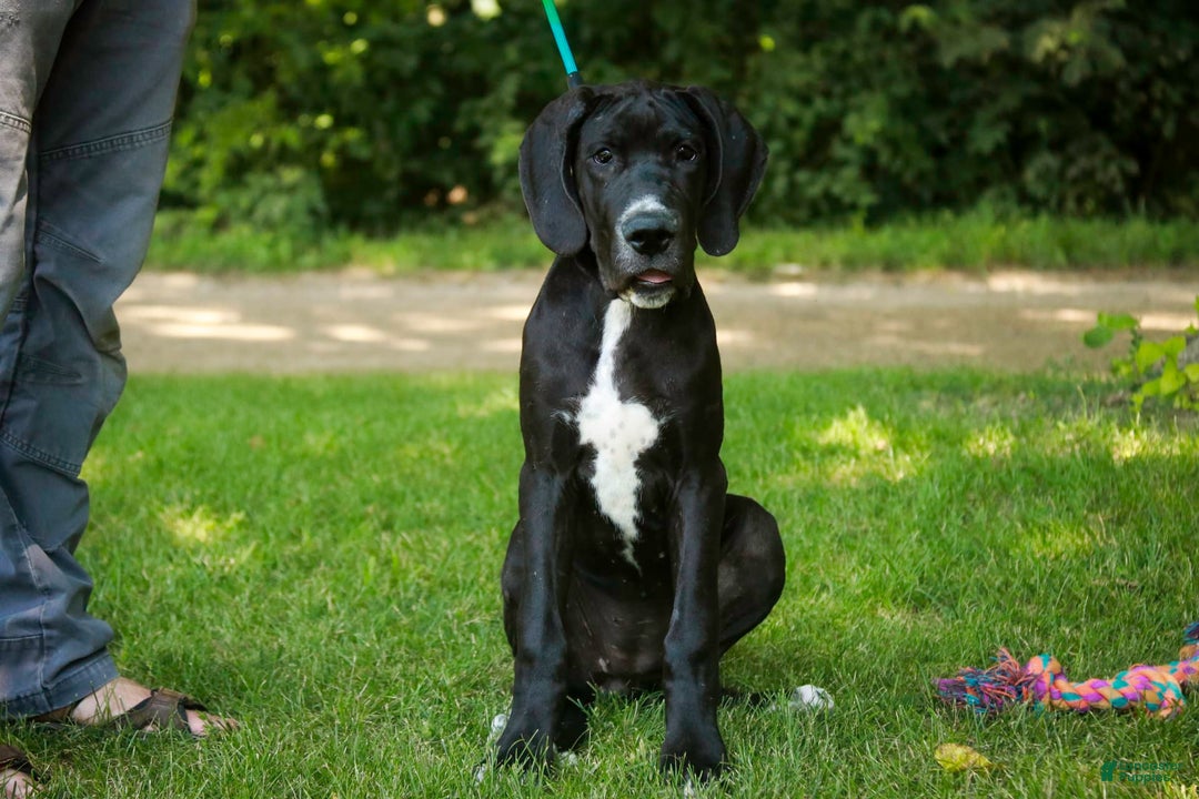 Great Dane dogs for sale: Athena - Image 9