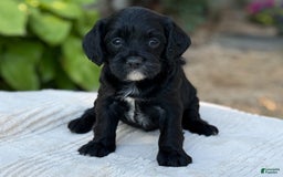 Cavapoo dogs for sale: Lucy - Image 20