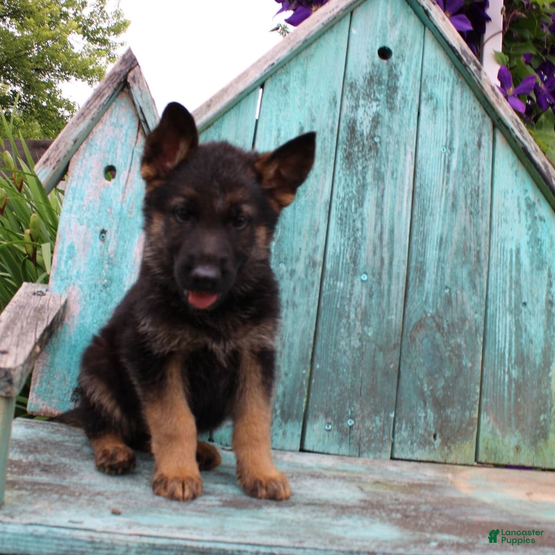 German Shepherd dogs for sale: Bruno - Image 3