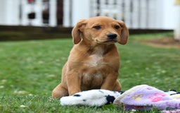 Beagle dogs for sale: Charlie - Image 7