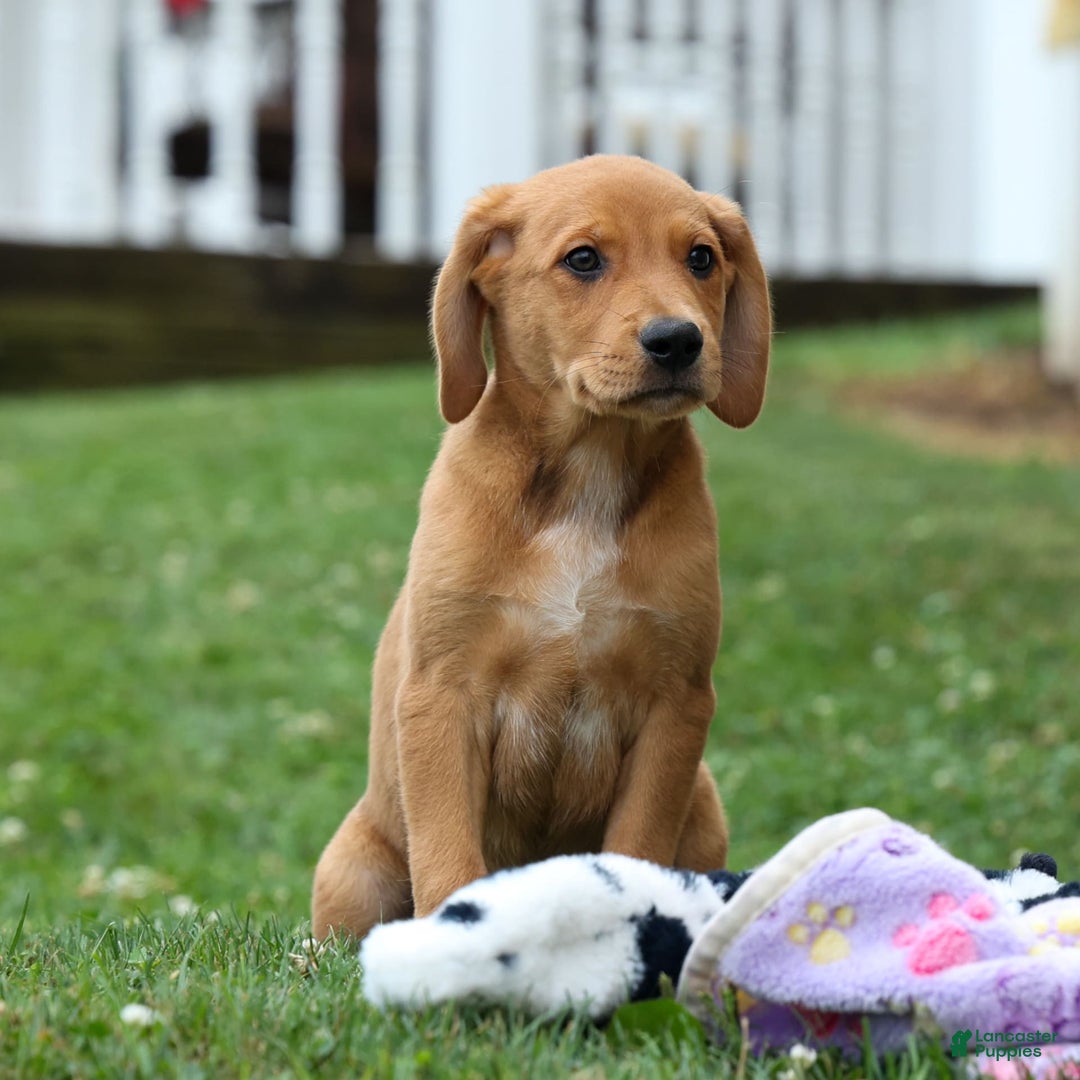 Beagle dogs for sale: Charlie - Image 7