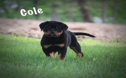 Rottweiler dogs for sale: Cole - Image 9