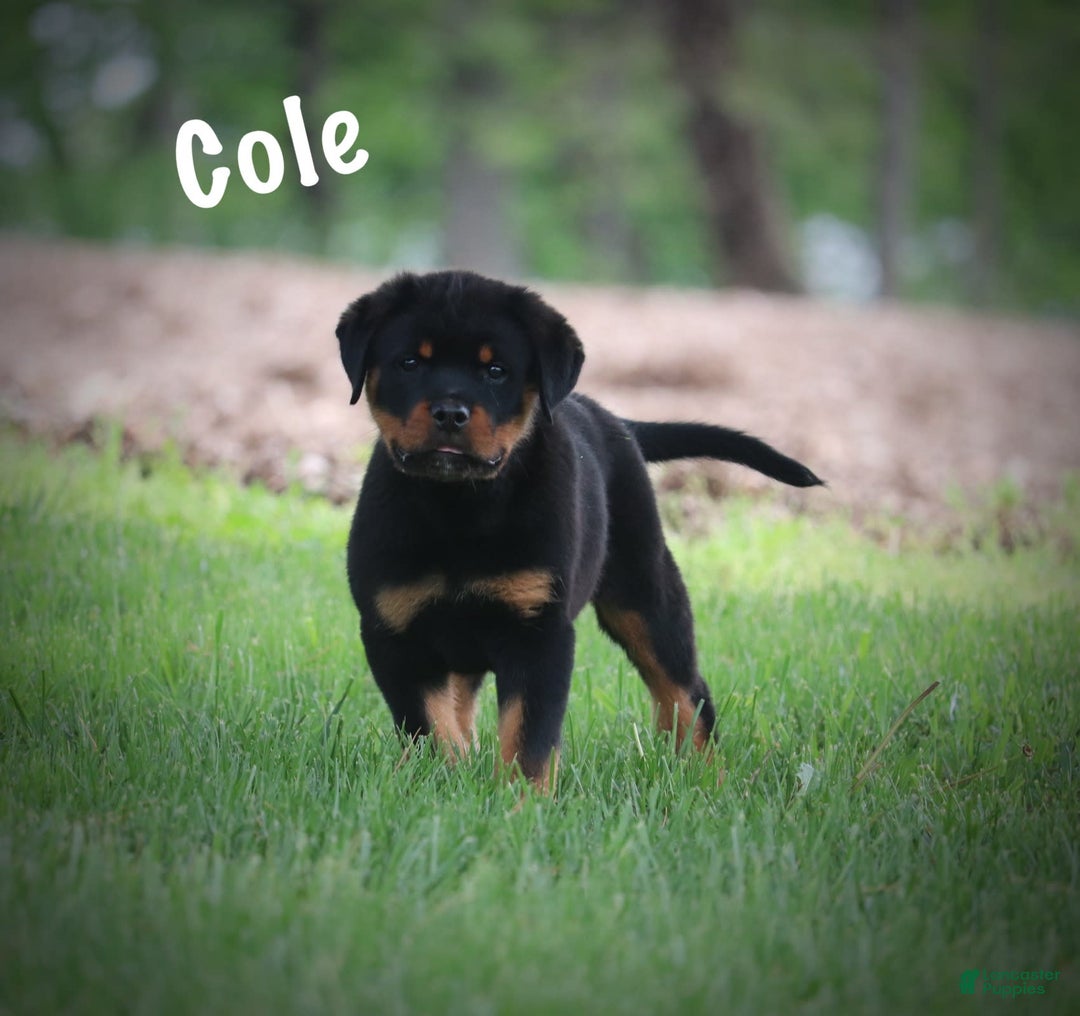 Rottweiler dogs for sale: Cole - Image 9