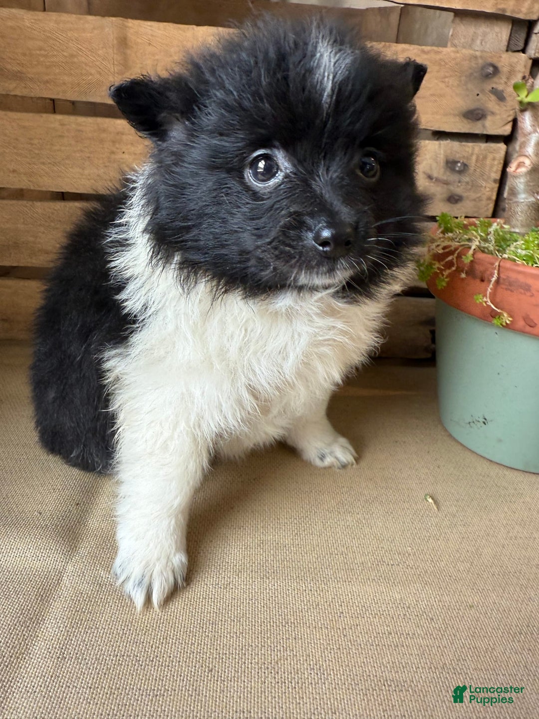 Pomeranian dogs for sale: Abby - Image 11