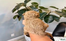 Mini Goldendoodle dogs for sale: Asher - Image 4