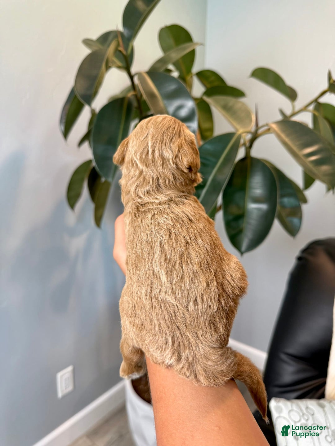 Mini Goldendoodle dogs for sale: Asher - Image 4