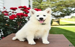 American Eskimo dogs for sale: Magnolia - Image 6