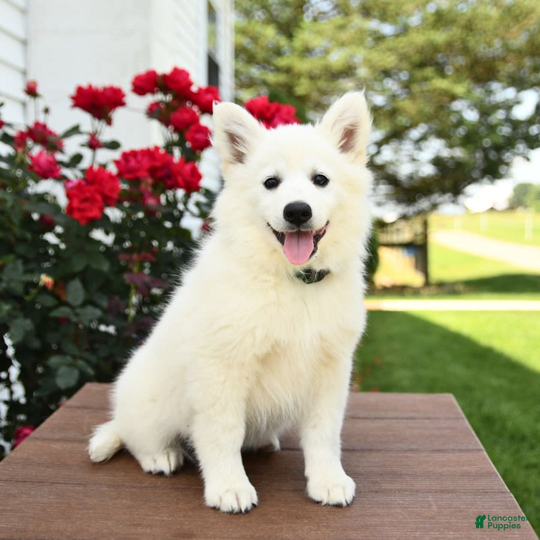 American Eskimo dogs for sale: Magnolia - Image 6