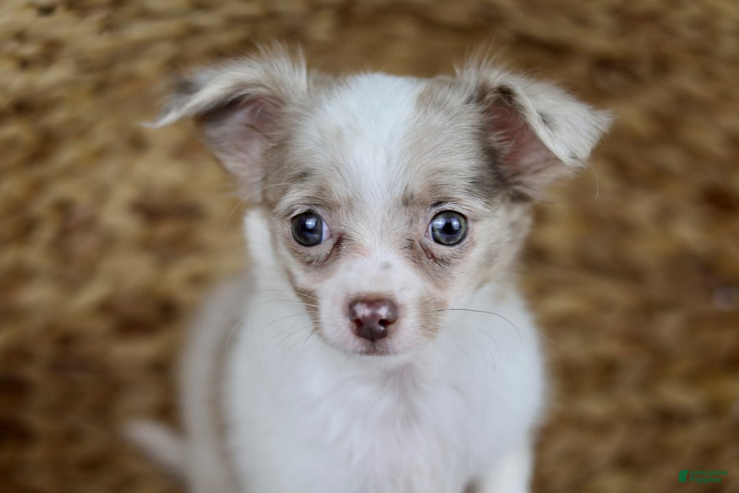 Chihuahua dogs for sale: Cyrus - Image 4