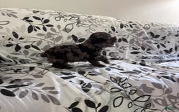 Toy Poodle dogs for sale: Lucas - Image 5
