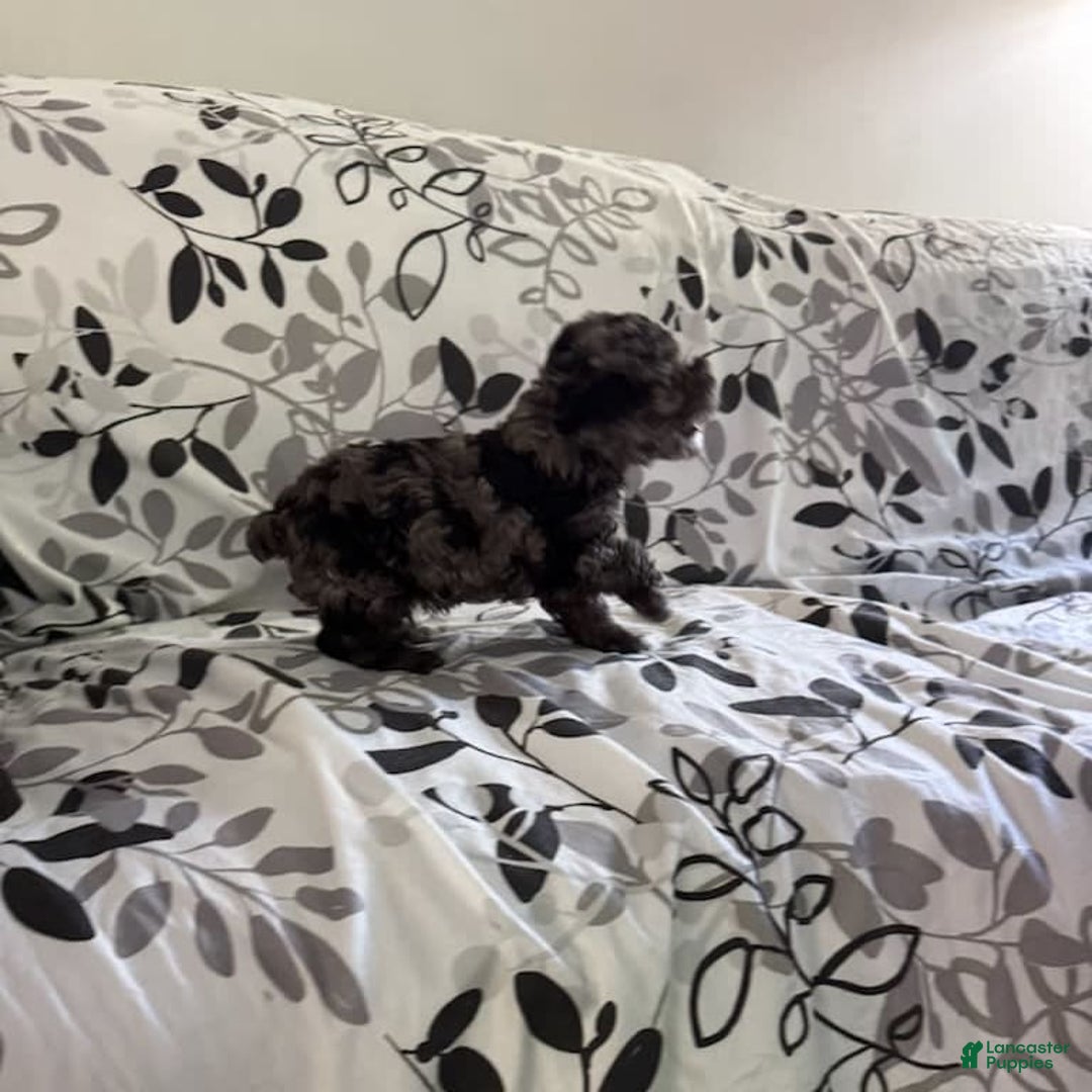 Toy Poodle dogs for sale: Lucas - Image 5
