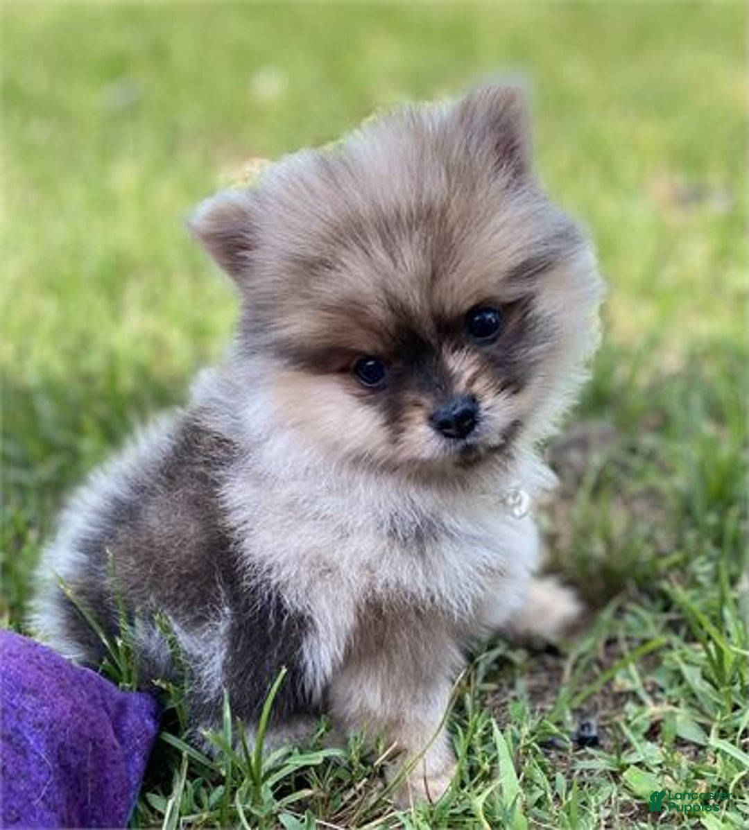 Pomeranian dogs for sale: Pico - Image 2