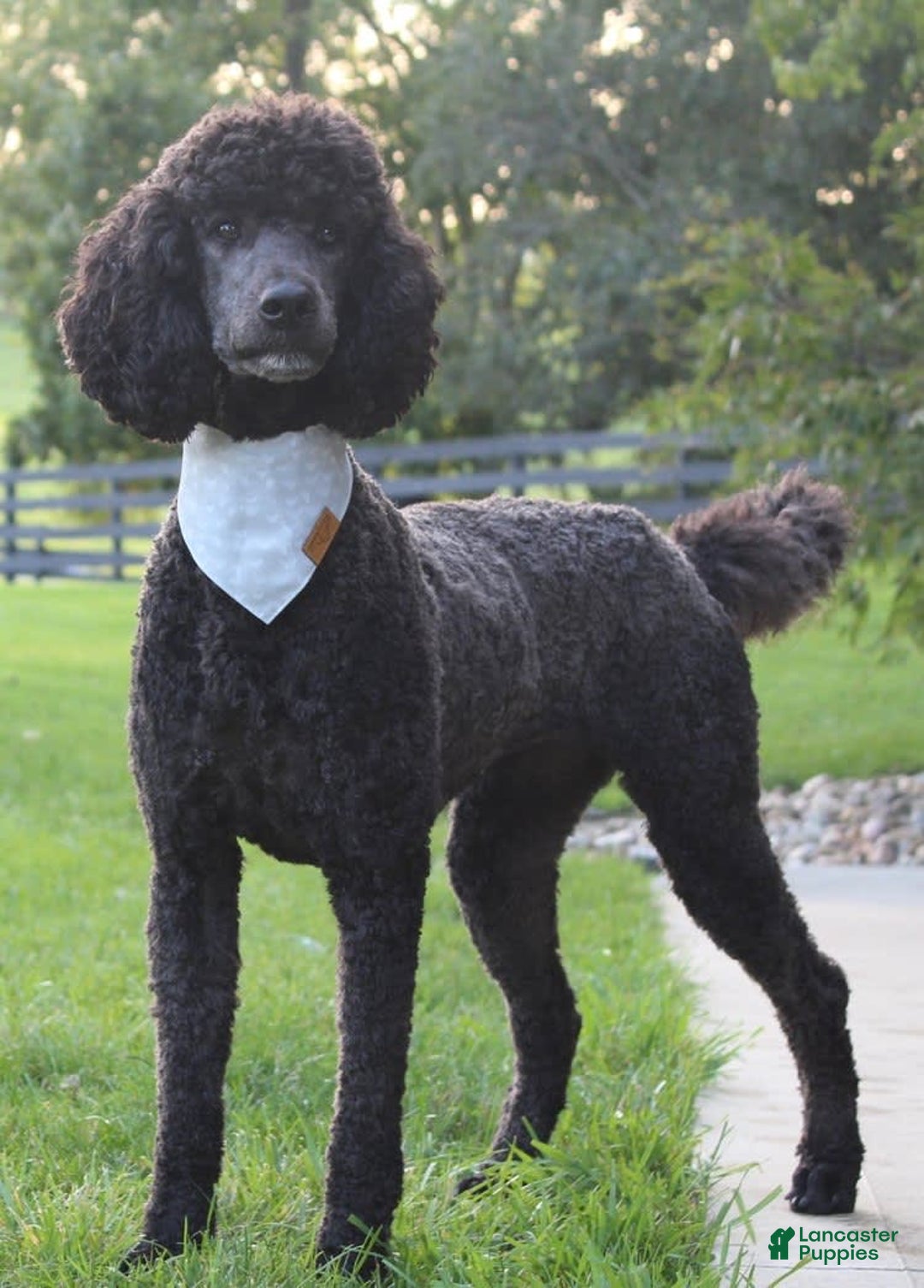 Standard Poodle dogs for sale: London Moyen - Image 19