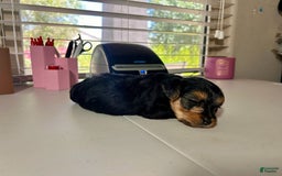 Yorkshire Terrier dogs for sale: Reign - Image 2