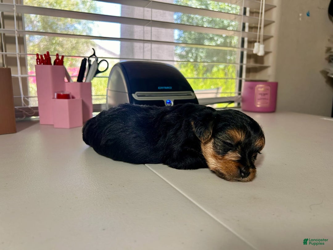 Yorkshire Terrier dogs for sale: Reign - Image 2