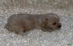 Miniature Schnauzer dogs for sale: Scarlette - Image 2