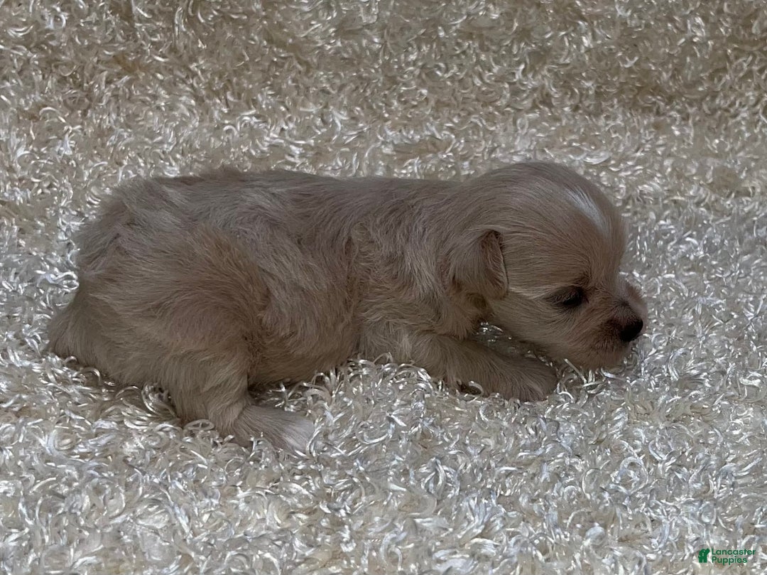 Miniature Schnauzer dogs for sale: Scarlette - Image 2