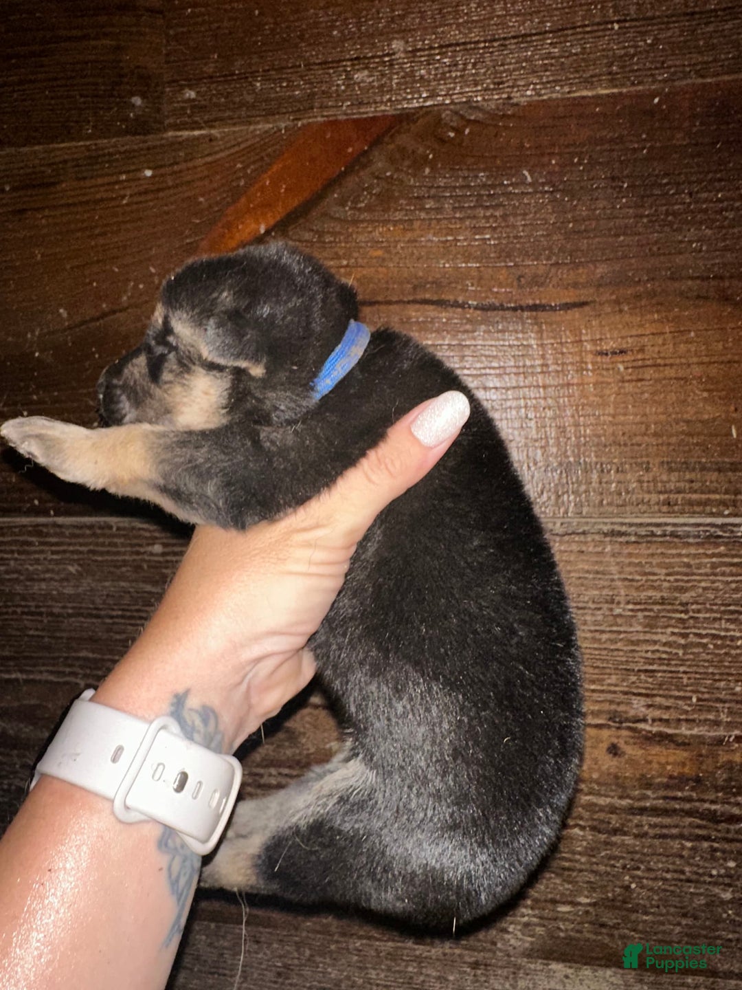 Gerberian Shepsky dogs for sale: Marlo - Image 1