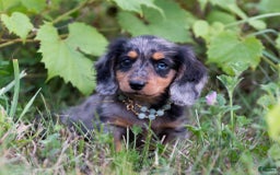 Miniature Dachshund dogs for sale: Drummer - Image 2
