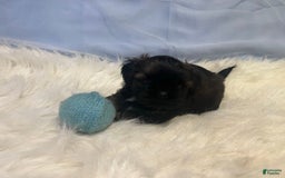 Shih Tzu dogs for sale: June Bug Brown - Image 11